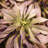 семена культурной конопли купить Sour Diesel feminised Royal Queen