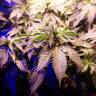 семена конопли индика Sour Diesel feminised Royal Queen