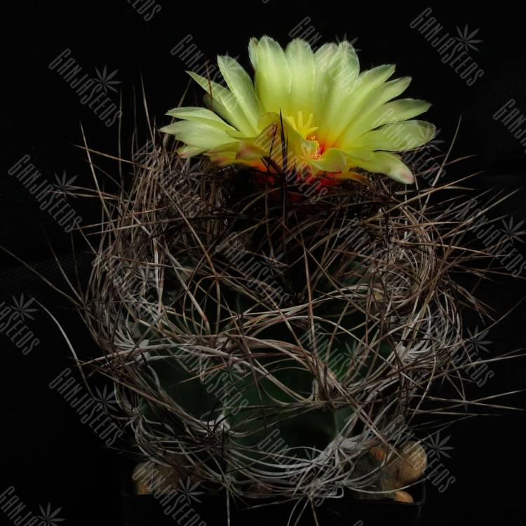 Семена кактусов Astrophytum senile viesca Семена кактусов Astrophytum senile viesca