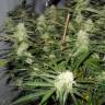 Sugar Black Rose feminised Ganja Seeds Fast Version Sugar Black Rose feminised Ganja Seeds Fast Version