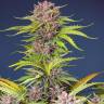 Купить семена Auto Bruce Banner feminised Ganja Seeds Купить семена Auto Bruce Banner feminised Ganja Seeds
