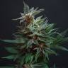 конопля семена сорта заказать Arjan's Strawberry Haze feminised Green House Seeds