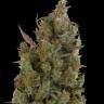 Auto Cheese feminised Dinafem Seeds