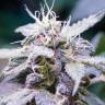 фотопериодные сорта конопли Himalaya Blue Diesel regular фотопериодные сорта конопли Himalaya Blue Diesel regular