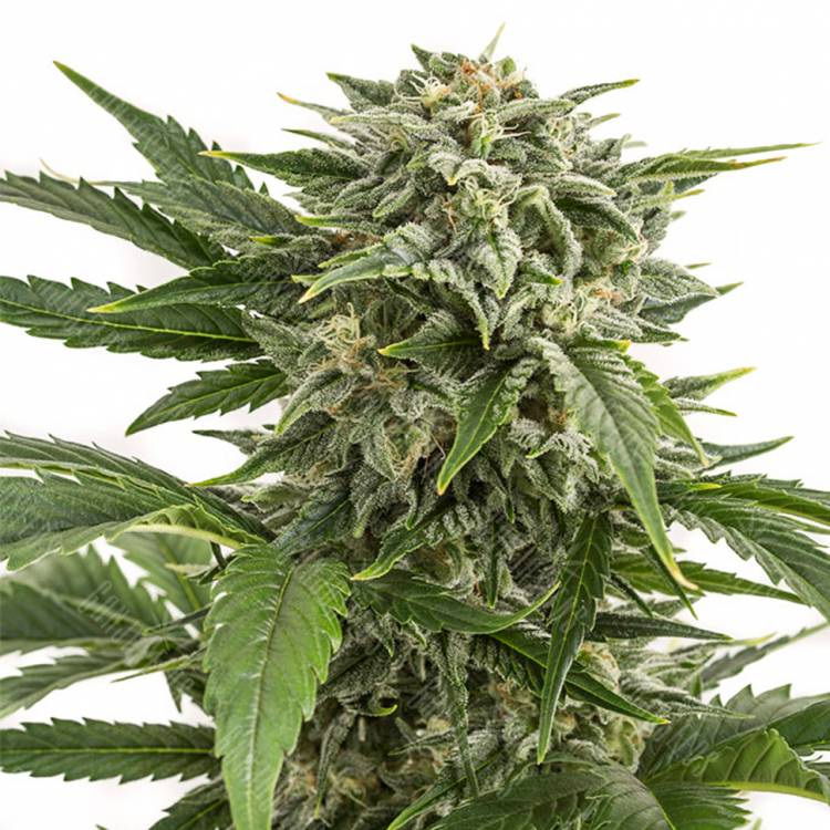 купить семена конопли Auto Bubba Kush feminised Dinafem Seeds купить семена конопли Auto Bubba Kush feminised Dinafem Seeds