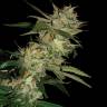 семена конопли курьером Sleestack x Skunk regular DNA Genetics семена конопли курьером Sleestack x Skunk regular DNA Genetics