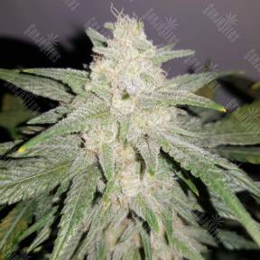 Auto Gelato feminised Fast Buds