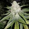 семена конопли интернет магазин Auto Gelato feminised Fast Buds