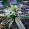 семена конопли курьером Sour Blueberry feminised Humboldt Seeds семена конопли курьером Sour Blueberry feminised Humboldt Seeds