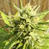 семена конопли для выращивания Special Kush 1 feminised Royal Queen семена конопли для выращивания Special Kush 1 feminised Royal Queen