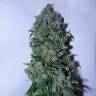 семена конопли с доставкой Psicodelicia feminised Sweet Seeds