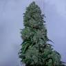 семена конопли интернет магазин Psicodelicia feminised Sweet Seeds