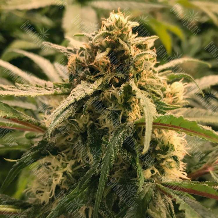 Семена конопли Auto Haze CBD feminised Ganja Seeds Семена конопли Auto Haze CBD feminised Ganja Seeds