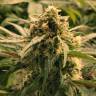 Семена конопли Auto Haze CBD feminised Ganja Seeds Семена конопли Auto Haze CBD feminised Ganja Seeds