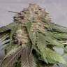 Head Band feminised Ganja Seeds купить дешевые семена марихуаны в интернете Head Band feminised Ganja Seeds купить дешевые семена марихуаны в интернете