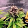 купить семенам конопли Auto Black Opium feminised Ganja Seeds купить семенам конопли Auto Black Opium feminised Ganja Seeds