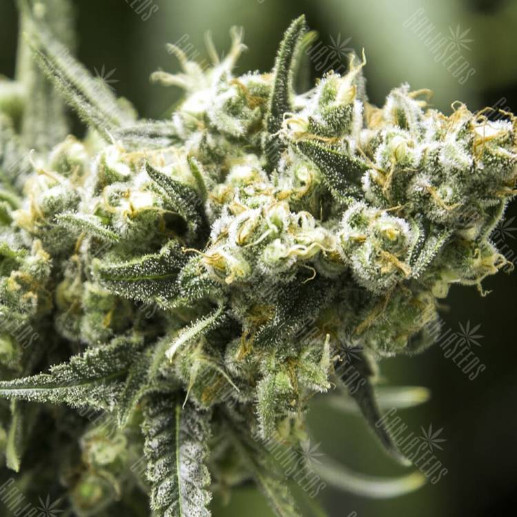 семена конопли купить на сайте Amsterdam Flame regular семена конопли купить на сайте Amsterdam Flame regular
