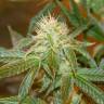 заказ семян конопли Спб Super Silver Haze feminised Green House Seeds заказ семян конопли Спб Super Silver Haze feminised Green House Seeds