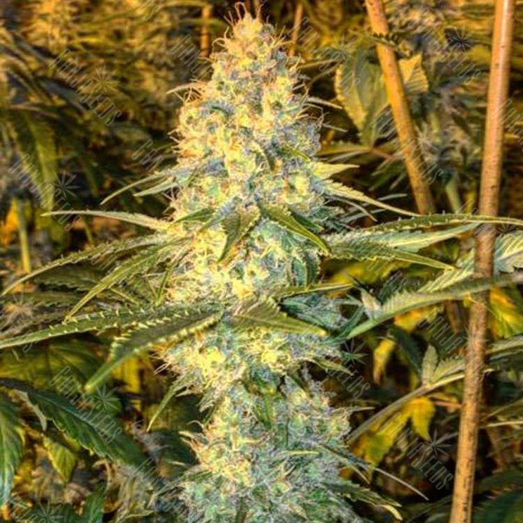 семена индийской конопли Super Silver Haze feminised Green House Seeds семена индийской конопли Super Silver Haze feminised Green House Seeds
