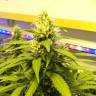семена конопли Россия Super Silver Haze feminised Green House Seeds семена конопли Россия Super Silver Haze feminised Green House Seeds