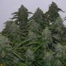 Night Queen feminised Dutch Passion Seeds Night Queen feminised Dutch Passion Seeds