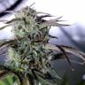 Night Queen feminised Dutch Passion Seeds Night Queen feminised Dutch Passion Seeds