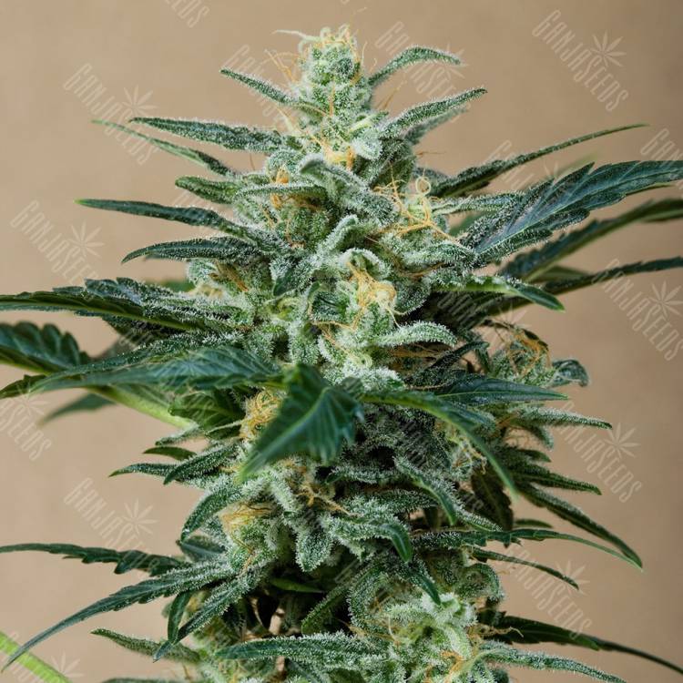 Auto Roadrunner feminised Dinafem Seeds Auto Roadrunner feminised Dinafem Seeds