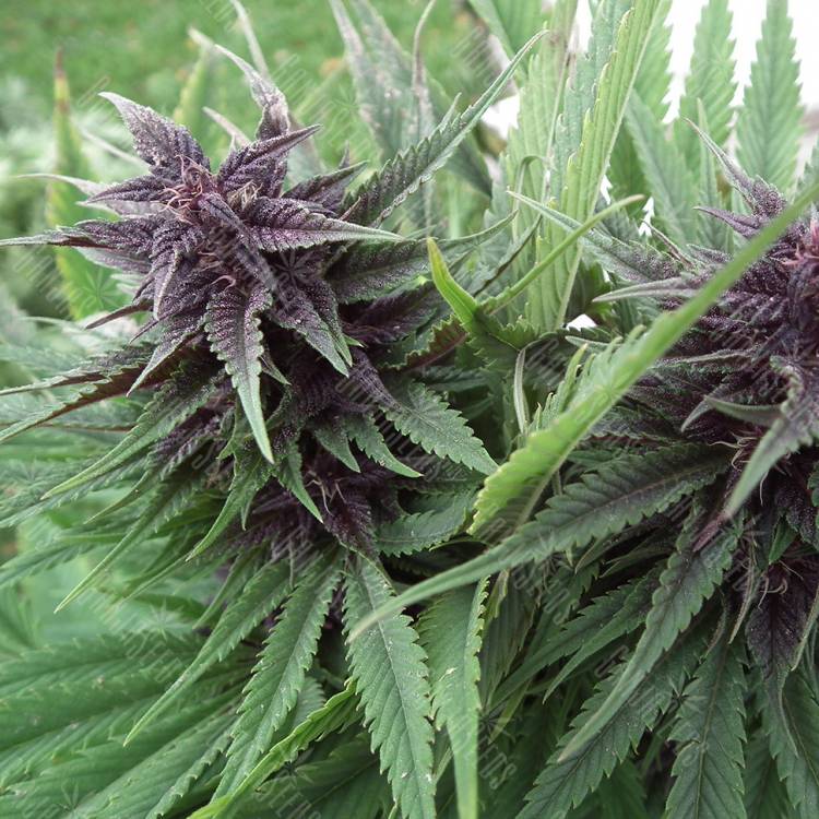 семена конопли Москва Hollands Hope regular Ganja Seeds семена конопли Москва Hollands Hope regular Ganja Seeds