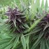 семена конопли Москва Hollands Hope regular Ganja Seeds семена конопли Москва Hollands Hope regular Ganja Seeds