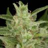 где заказать семена конопли Auto Critical Jack feminised Dinafem Seeds где заказать семена конопли Auto Critical Jack feminised Dinafem Seeds