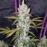 качественные семена конопли Auto Girl Scout Cookies feminised Fast Buds