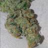 семена сортовой конопли Auto Girl Scout Cookies feminised Fast Buds