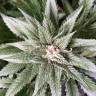 заказать на сайте семена конопли Blackjack feminised Nirvana Seeds