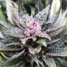 семена конопли наложенным платежом Blackjack feminised Nirvana Seeds