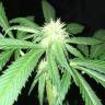 семена конопли f1 в оригинальной упаковке S.A.D. Sweet Afgani Delicious CBD feminised Sweet Seeds семена конопли f1 в оригинальной упаковке S.A.D. Sweet Afgani Delicious CBD feminised Sweet Seeds