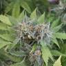 Vertigo feminised Ganja Seeds купить семена конопли для новичков Vertigo feminised Ganja Seeds купить семена конопли для новичков
