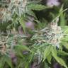 Vertigo feminised Ganja Seeds купить медицинский сорт семян марихуаны Vertigo feminised Ganja Seeds купить медицинский сорт семян марихуаны