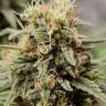 Vertigo feminised Ganja Seeds Vertigo feminised Ganja Seeds