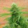 семена культурной конопли купить Auto Dr. Grinspoon feminised семена культурной конопли купить Auto Dr. Grinspoon feminised
