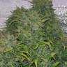 семена конопли Auto White Russian XXL feminised семена конопли Auto White Russian XXL feminised