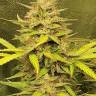 семена конопли заказать на сайте Auto White Russian XXL feminised семена конопли заказать на сайте Auto White Russian XXL feminised