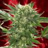 семена сортовой конопли Auto White Russian XXL feminised семена сортовой конопли Auto White Russian XXL feminised