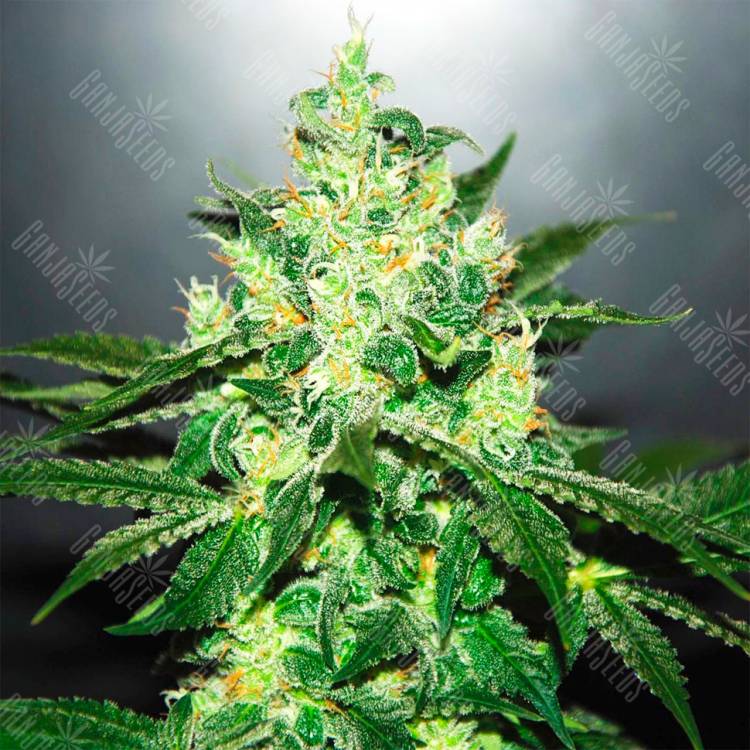 Auto Kronos feminised GanjaVIP Seeds Auto Kronos feminised GanjaVIP Seeds