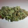 Auto Kronos feminised GanjaVIP Seeds Auto Kronos feminised GanjaVIP Seeds