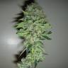 семена конопли курьером Neville's Haze feminised Green House Seeds