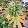 Orange Bud feminised Dutch Passion Seeds Orange Bud feminised Dutch Passion Seeds