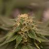 заказать семена конопли Orange Bud feminised заказать семена конопли Orange Bud feminised