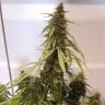 семена конопли марихуаны семена конопли в Украине Auto CBD New York Diesel feminised семена конопли марихуаны семена конопли в Украине Auto CBD New York Diesel feminised