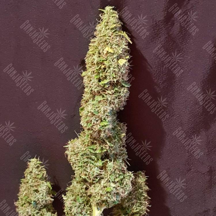 семена конопли интернет магазин Auto CBD New York Diesel feminised семена конопли интернет магазин Auto CBD New York Diesel feminised