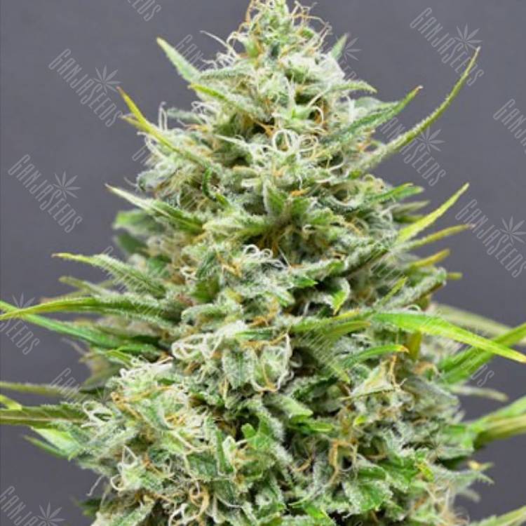 купить семена конопли Auto Snow Star regular купить семена конопли Auto Snow Star regular
